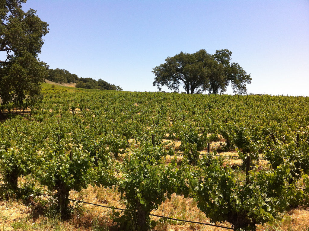 Head trained vines in Paso Robles